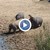 Разгневени хипопотами удавиха носорог