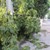 Бурята повали дървета в Русе