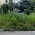 Тревата в квартал "Здравец" стана почти 2 метра