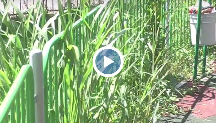 Защото там спокойно може да се развъждат змии, гущери и бълхи