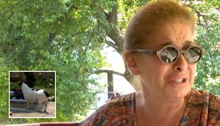 Кучето на Катето Евро почина, след като беше простреляно с въздушна пушка Кучето на Катето Евро почина, след като беше простреляно с въздушна пушка