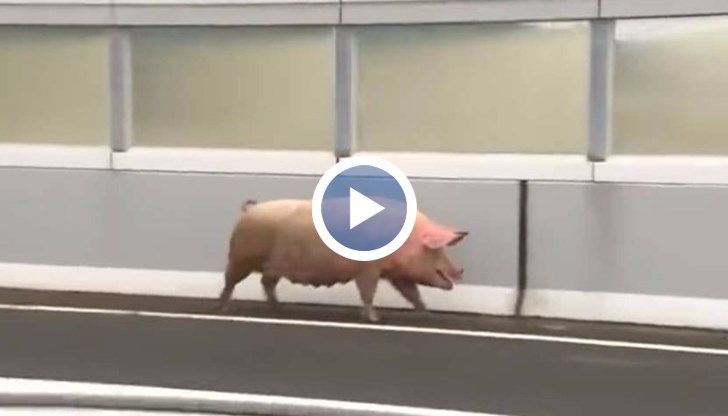 Смехотворната случка предизвикала абсолютен хаос в района на град Осака