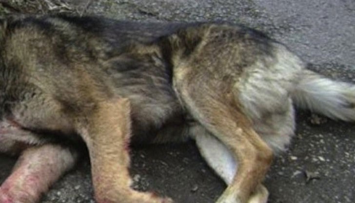 Граждани спрели автомобила и спасили животното, полиция прибрала шофьора Граждани спрели автомобила и спасили животното, полиция прибрала шофьора