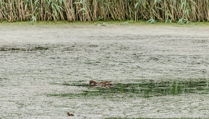 Иновативното чистене на езерото с ... патенца няма ефект