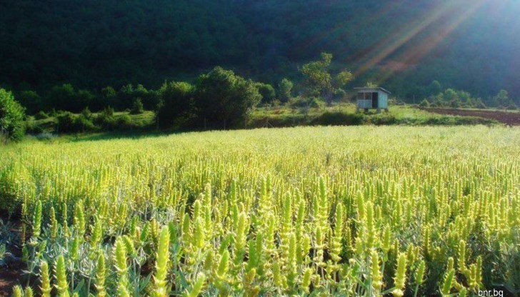 Сериозни количества от родните билки се пласират в Европа, стигат дори до Африка и Америка