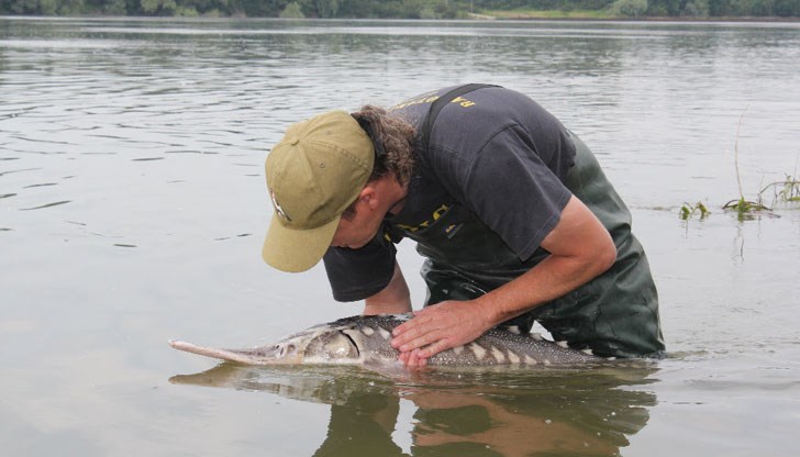Търсенето на критично застрашени видове в реката е като издирване на игла в купа сено