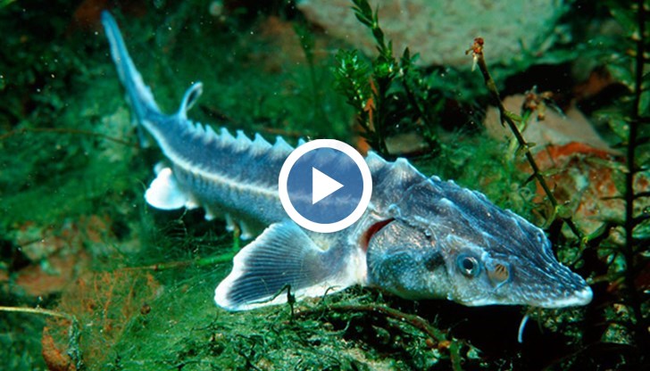 Уловената риба е била дълга почти 140 см и е тежала 10 килограма