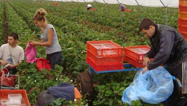 Във Великобритания са се "хванали за главата" от липсата на берачи мигранти