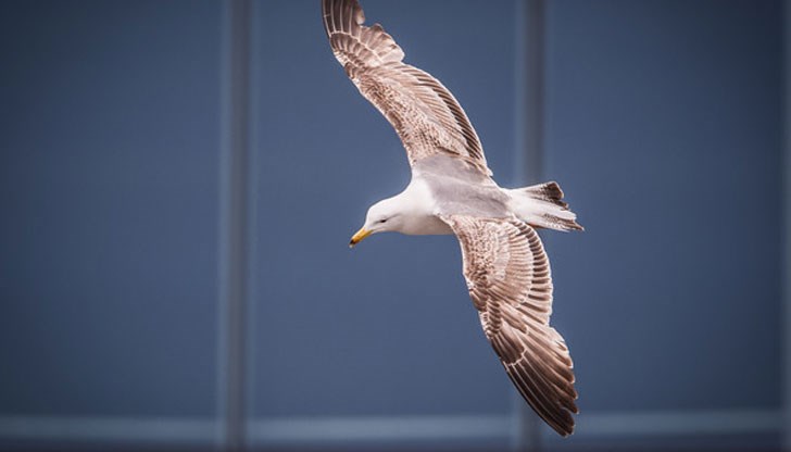 Нападат безпощадно, нагло грабят храна и няма отърване от тях