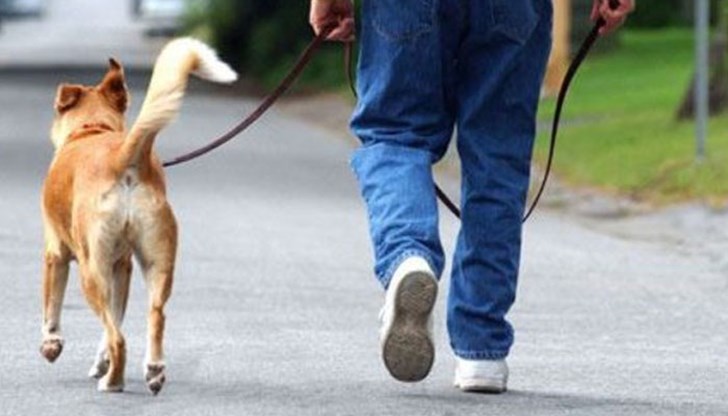 Учените са стигнали до извода, че собствениците на кучета се движат много повече