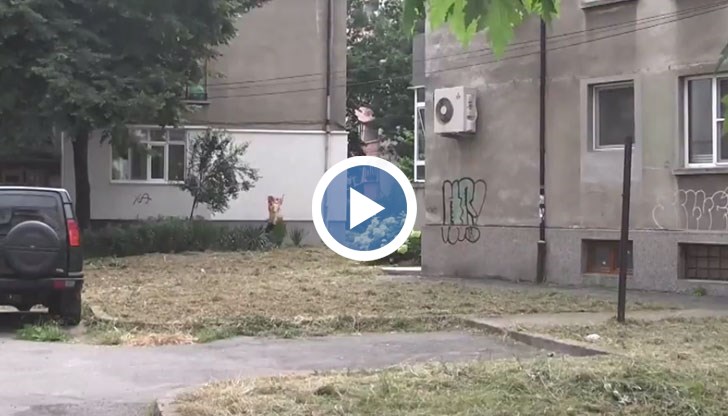 Русенци вече не се губат из високите треви в квартала им