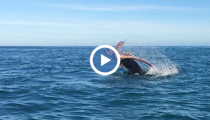 Туристи станаха свидетели на много рядка гледка
