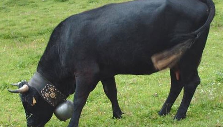 Фермери и специалисти не могат да си обяснят поведението на кравите, а това не е първото групово самоубийство Фермери и специалисти не могат да си обяснят поведението на кравите, а това не е първото групово самоубийство