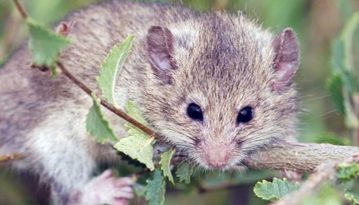 Този рядък бозайник се казва мишевиден сънливец