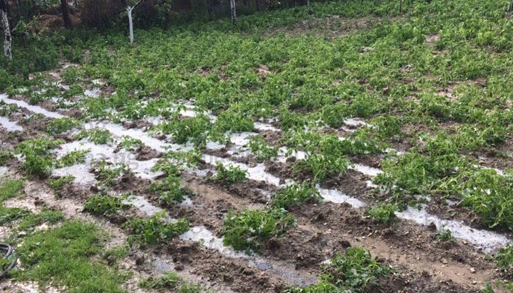 Хората се оплакват, че реколтата им е неспасяема