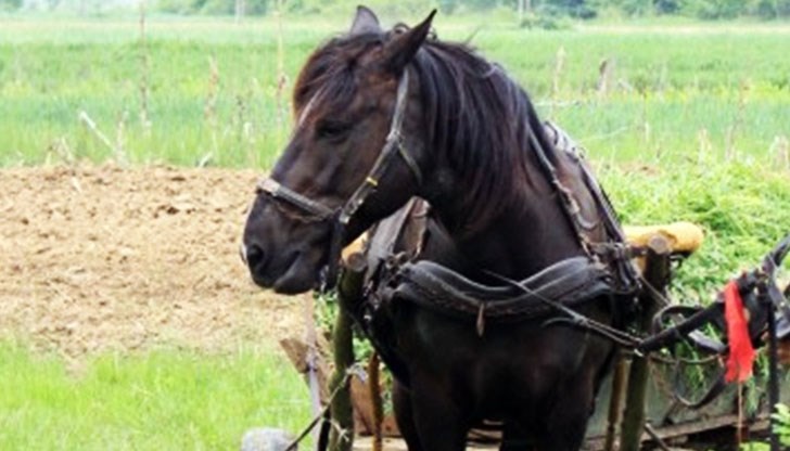 При инцидента е пострадало 7-годишно дете При инцидента е пострадало 7-годишно дете