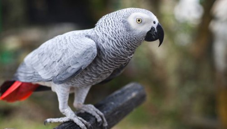 Търговията или размножаването на папагали, вече не могат да извършват без сертификат
