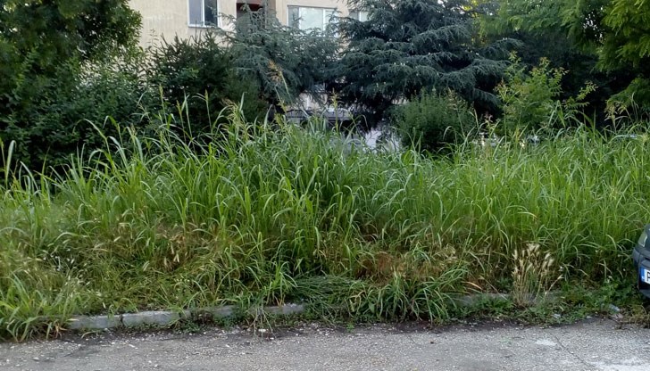 Общината спи, а навън джунглата си расте ли расте