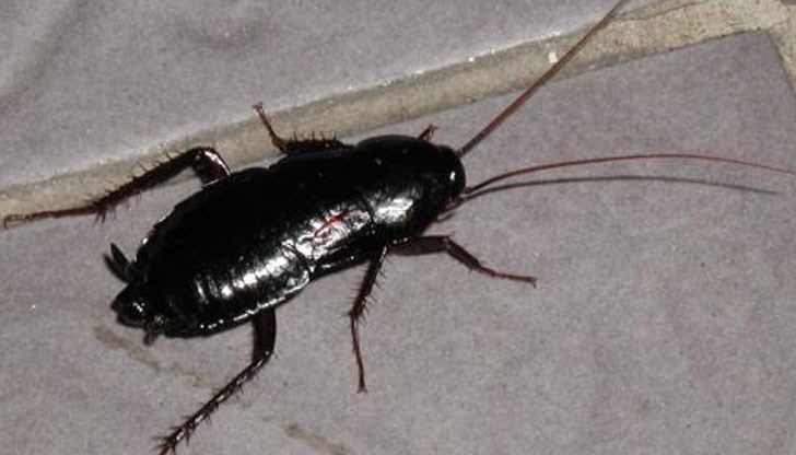 Децата се разкрещяха :"Хлебарка!" /Снимката е илюстративна