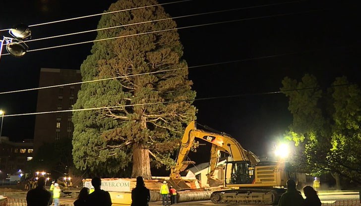 Секвоята пречела на разширяването на градската болница и вместо да я отрежат, й намират нов дом
