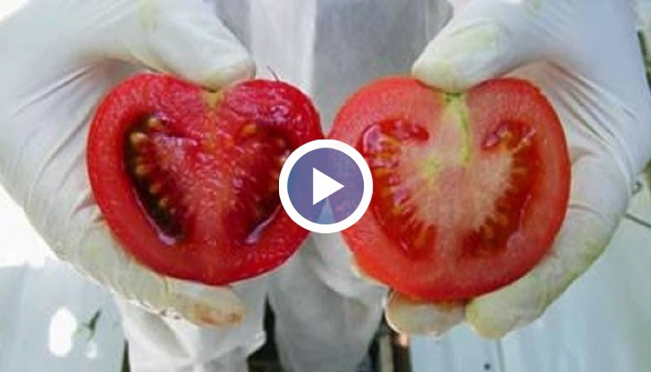 Тровят ни с отрови, бизнесът вкарва ГМО със замах!