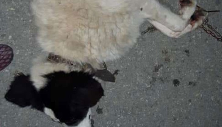 Изверг влачи кучето на верига с "Опел"-а си, доброволци го спряха, обадиха се на полицията