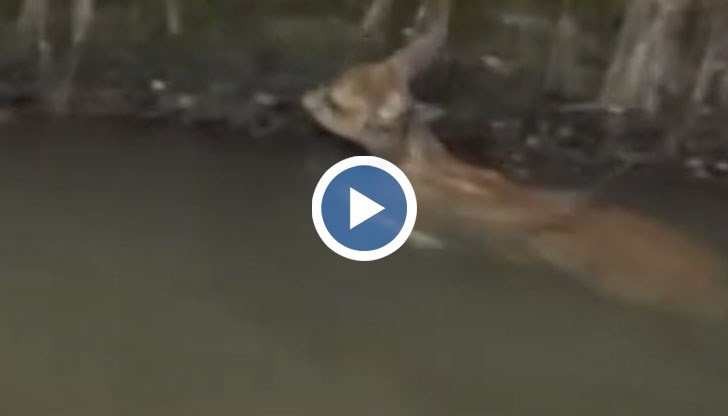 Капитанът спрял кораба и наредил спасителна операция