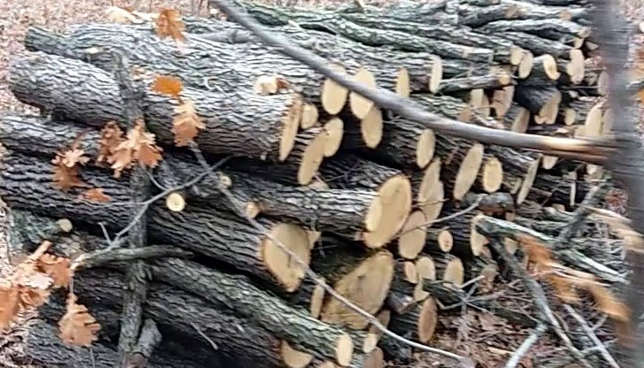 Нарушението е констатирано при съвместна проверка на Регионална дирекция по горите – Ловеч,