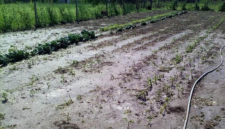 След градушката остана само пръст и болка в душата