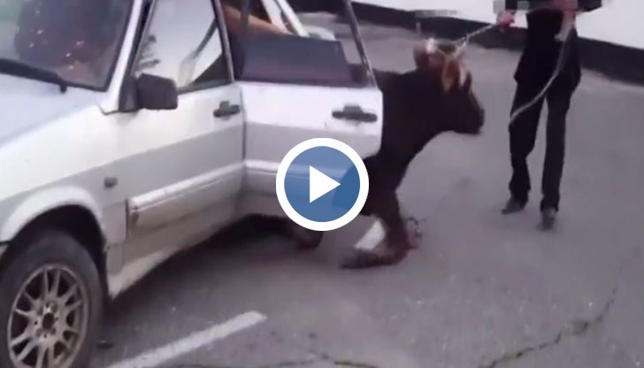 Пътна полиция откри необичаен пътник на задната седалка след като спряла колата за превишена скорост