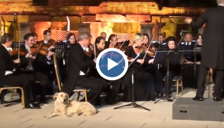 Кучето излезе необезпокоявано на сцената, докато музикантите изпълняваха Четвърта симфония от Менделсон