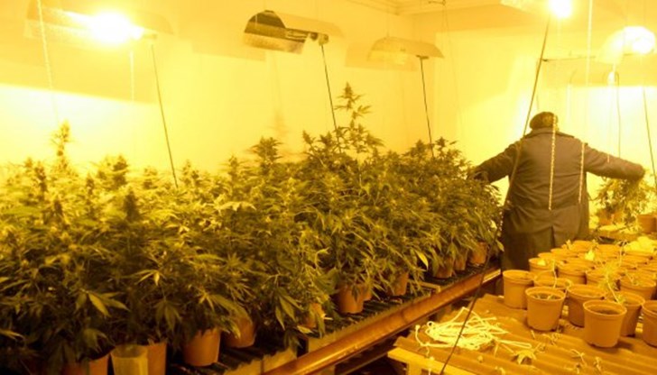 Криминалистите открили, че една от стаите е оборудвана като оранжерия за отглеждане на марихуана