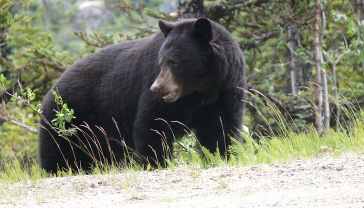 16-годишното момче успяло да се обади на брат си преди смъртта си / Снимката е илюстративна 16-годишното момче успяло да се обади на брат си преди смъртта си / Снимката е илюстративна