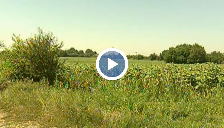 Дай ще ти платим 20 процента. А втората реколта ще ти я застраховаме без пари