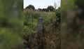 Гробищният парк в Басарбово е змиярник