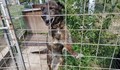 Издирва се загубено трикрако кученце в Русе