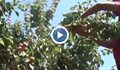 Румънска кайсия е най-търсеният сорт