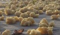Мистериозни жълти топки покриха плажовете на Северна Франция