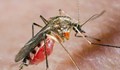 Комари помагат при залавяне на престъпници