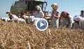 Жътвата започна с добив от 560 кг от декар