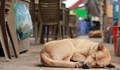 Застреляха бездомно куче, докато спи