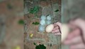 Градушка с големина на яйце падна в Шуменско
