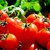 На каква температура трябва да се съхраняват доматите?