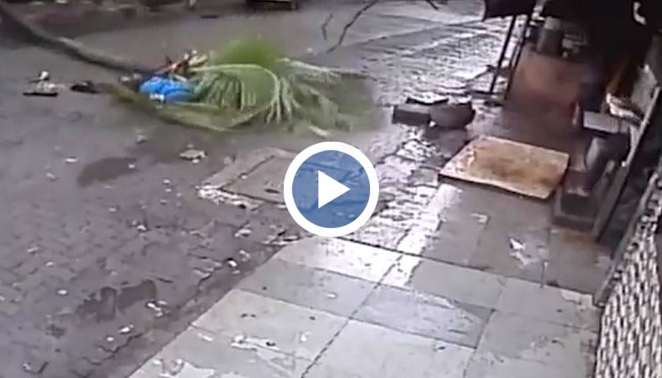 По нелепа ирония дървото убива журналистката, след като тя започва петиция то да бъде отсечено