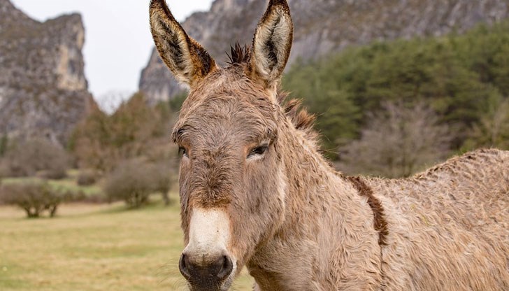 Нашенец пусна обява, че си продава магарето, мрежата се спука от смях