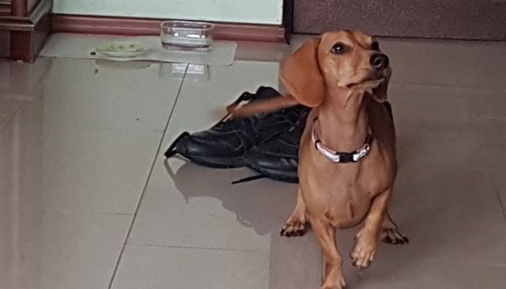 Тя е страхливо и много мило куче!