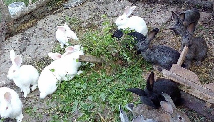 Дъщеря му го предала на полицията. Грозят го до 3 години затвор / Снимката е илюстративна