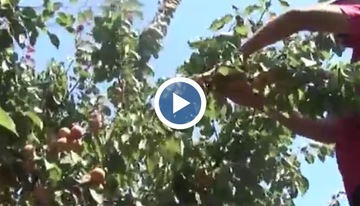 Плодовете обаче трябвало да отгледани в български градини