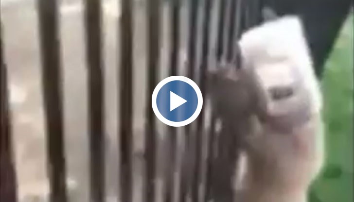 Най-известното мече всъщност си има последователи и в реалния живот