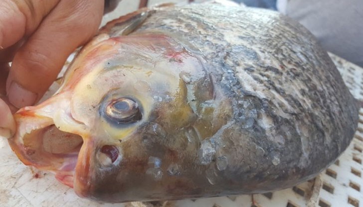 Странната риба тежи 4 килограма и може да достигне до 1.5 метра дължина